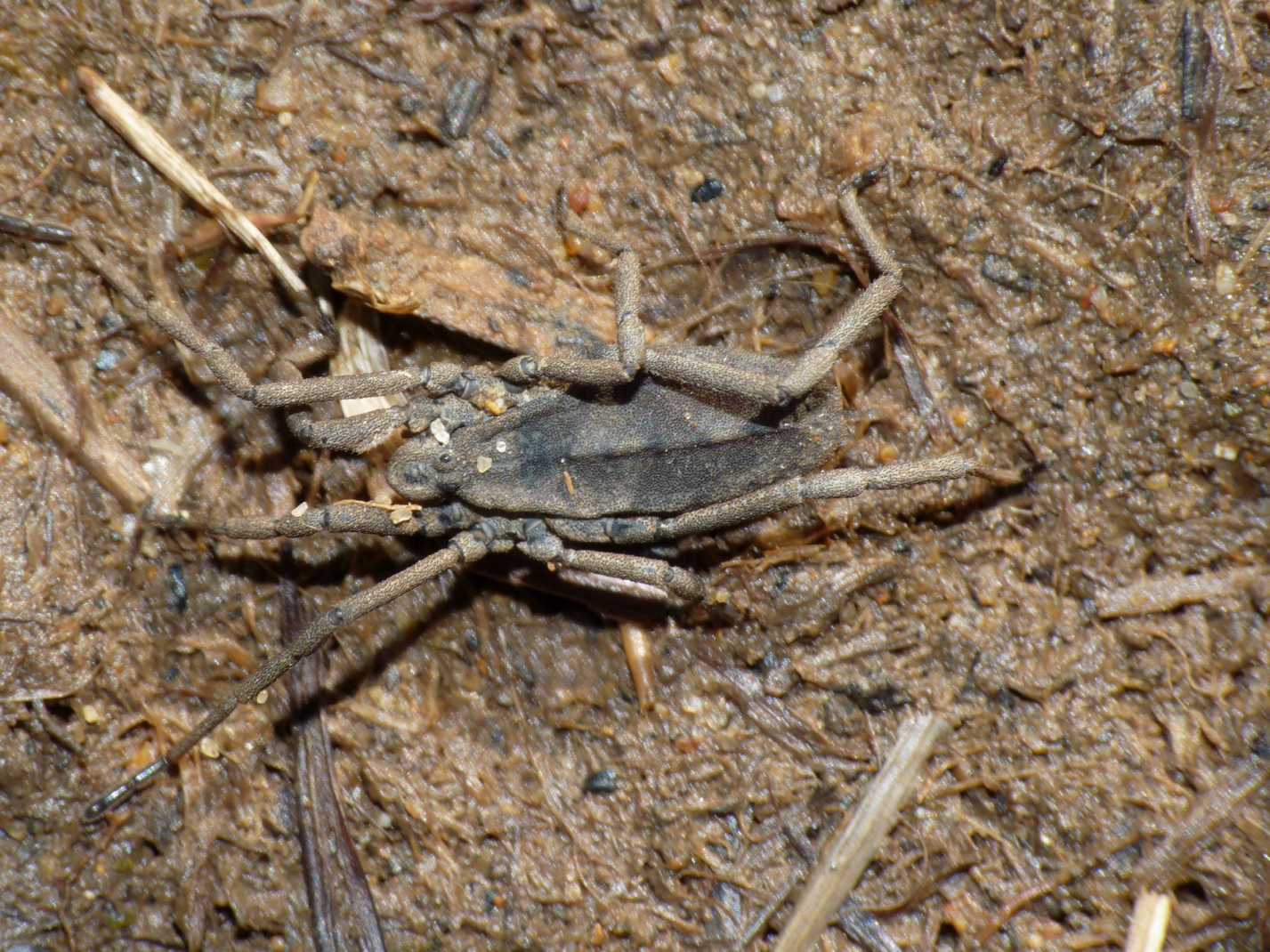 Trogulus coriziformis C.L.Koch 1839